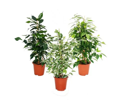 Exotenherz Ficus benjamini 3er Set - Danielle, Anastasia, Twighlight 12cm Topf - Beliebte Zimmerpflanzen mit robusten, pflegeleichten Sorten: Ficus 'Danielle' hat glänzende Blätter, 'Anastasia' marmorierte Blätter und 'Twighlight' wechselt die Farbe. Perfekt für helle bis halbschattige Standorte.