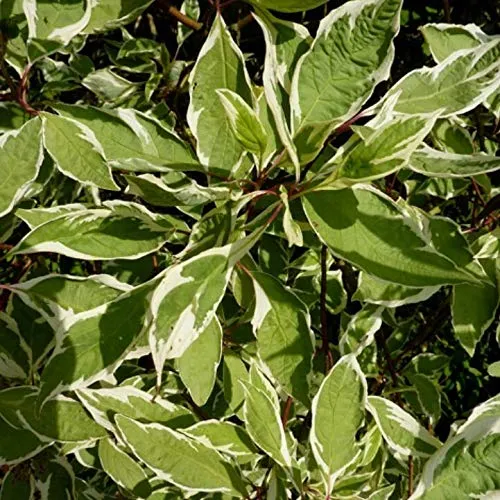 Produktbild Weißbunter Hartriegel Elegantissima weiß grünes geflecktes Laub ca. 40-60 cm Zierstrauch im 2-3 Liter Topf