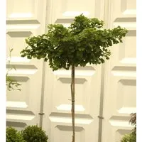 Hochstamm Kugel Fächerblattbaum 60-80cm