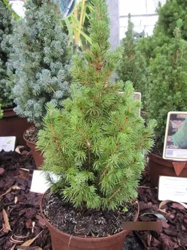 Picea glauca conica Perfecta von Baumschule