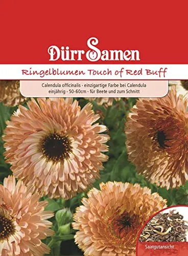 Dürr-Samen - Ringelblumen Touch of Red Buff einjährig 50-60 cm Saatgut