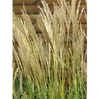 Miscanthus Sinensis Yakushima Dwarf - Kompaktes Chinaschilf im 3-5 L Container - Kompaktes Ziergras mit eleganten, bogig überhängenden Blättern. Ideal für Beete, Kübel oder als Solitär. Zarte Blütenrispen und goldgelbe Herbstfärbung setzen stilvolle Akzente im Garten.
