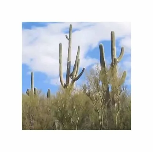 Stk - 10x Carnegiea gigantea - Saguaro Kaktus Früchte essbar Pflanzen - Samen ID1676 - Seeds & Plants Shop by Ipsa
