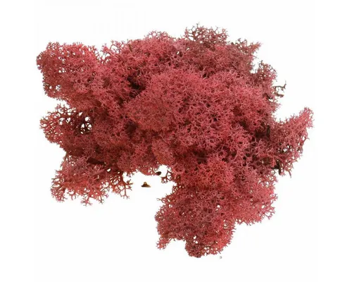 Viana Bastelmoos Rot Bordeaux – Deko-Moos für kreative Projekte - Flauschiges Deko-Moos in Rot Bordeaux, ideal für Bastel- und Dekorationsprojekte. Verleiht Arrangements lebendige Akzente und ist schwer entflammbar. Perfekt für Tischdeko und Modellbau!