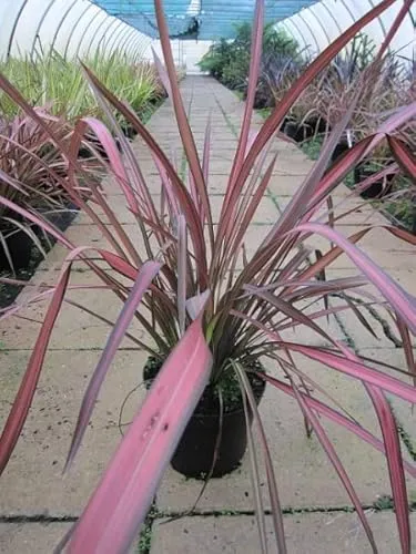 Phormium tenax Evening Glow von Baumschule