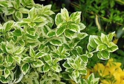 Euonymus fort. 'Em. Gaiety'