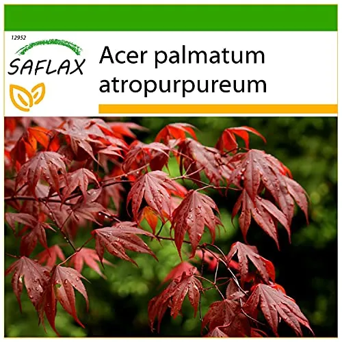 SAFLAX - Roter Fächerahorn - 20 Samen - Mit keimfreiem Anzuchtsubstrat - Acer palmatum