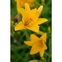 Hemerocallis X Cult. Thumbelina Taglilie Ca. 11x11 cm Topf