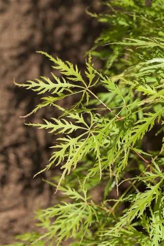 Grüner Schlitzahorn Acer palmatum ‘Dissectum Viridis’, 1 St. - Ziergehölz mit einzigartigem Laubcharakter, ideal für stilvolle Gartengestaltung. Beeindruckt mit frischem Grün im Frühjahr und strahlendem Goldgelb im Herbst.