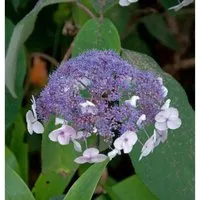 Fellhortensie 100-125cm
