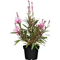 Gaura Lindheimerii Prachtkerze Cherry Brandy 2-3 Liter Container