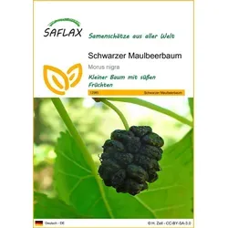 SAFLAX Blumensamen SAFLAX