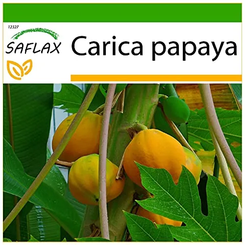 SAFLAX - Tropischer Melonenbaum/Papaya - 30 Samen - Mit keimfreiem Anzuchtsubstrat - Carica papaya