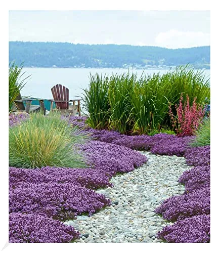 BALDUR Garten Scharlachroter Feld-Thymian,3 Pflanzen 4-5 Pflanzen pro Quadratmeter, Thymus coccineus, bienenfreundlich, winterharte Staude, Bodendecker, trockenresistent, mehrjährig, blühend 3 x