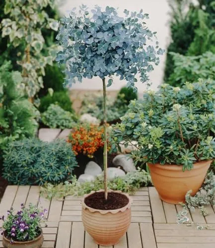 BALDUR Garten Eukalyptus-Bäumchen im 3 Liter-Topf - Immergrünes Zierstämmchen mit duftendem Laub, ideal für Balkon und Terrasse. Pflegeleicht und kompakt, bringt es frischen Duft und ein attraktives Ambiente.