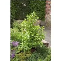 Ginkgo biloba Saratoga