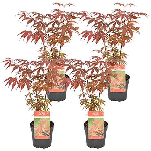 Bloomique - 4er Set - Acer Atropurpureum - Japanischer Ahorn - Winterharte Pflanzen - Gartenpflanzen Winterhart - Höhe 20-30 cm - Topf 10,5 cm