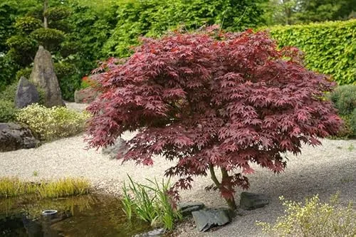 Fächer-Ahorn 'Bloodgood', Acer palmatum - 80-120cm im 5L-Topf - Baumsamen & -pflanzen: Der Fächerahorn 'Bloodgood' begeistert mit seiner tiefroten Laubfarbe und malerischen Wuchsform, ideal für Gartenliebhaber.