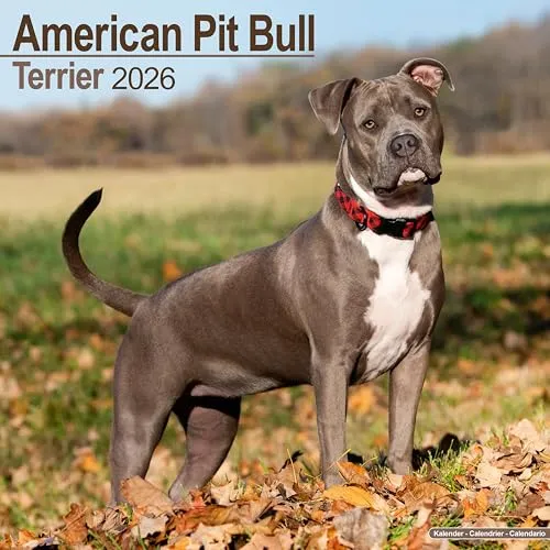 American Pit Bull Terrier Calendar 2026 Square Dog Breed Wall Calendar - 16 Month