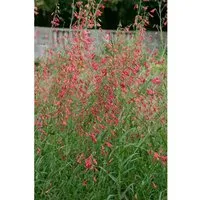 Penstemon Barbatus Bartfaden Ca. 9x9 cm Topf