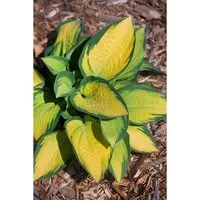 Hosta X Fortunei Orange Marmalade Funkie Ca. 11x11 cm Topf