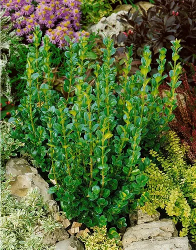 Pflanzen für Dich Buxus semp. Rotundifolia, 1 St., Buchsbaum, Buchs, Buxus