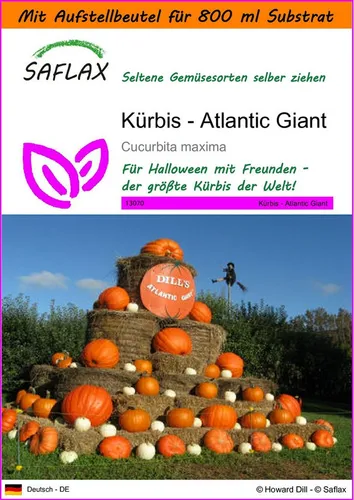 SAFLAX Gemüsesamen SAFLAX - Garden in the bag - Kürbis - Atlantic Giant