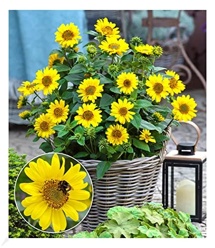 Produktbild BALDUR Garten Winterharte Sonnenblume 