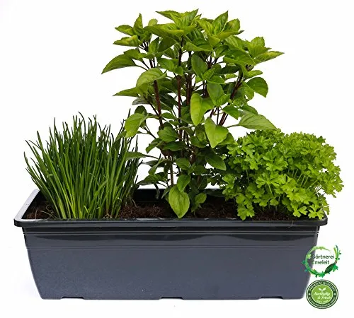 Produktbild Kräuterkasten für 