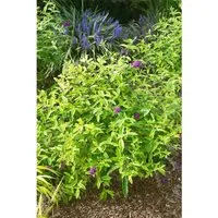 Buddleja 'Santana', Schmetterlingsflieder mit buntem Laub