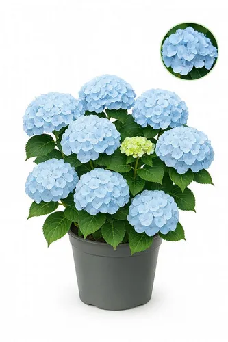 Exotenherz Beetpflanze Exotenherz - Hortensia - Hydrangea - Blau - 7-12 Blüten - 23cm Topf