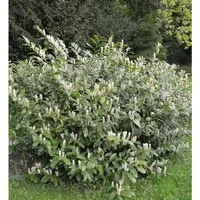 Produktbild Zwerglorbeerkirsche Piri 30-40cm - Prunus,aurocerasus