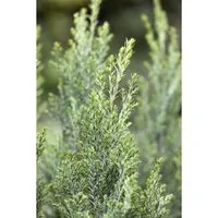 Chamaecyparis Lawsoniana Ellwoodii Blaue Scheinzypresse 30–40 cm