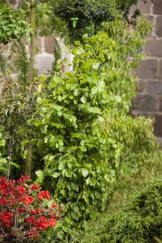 Pflanzen für Dich Hecken Fagus sylvatica Dawyck – Säulen-Buche für Ihren Garten - Säulenförmige Buche, ideal für windgeschützte Standorte. Wächst in frischem, nährstoffreichem Boden und ist perfekt für die Gestaltung von Hecken.