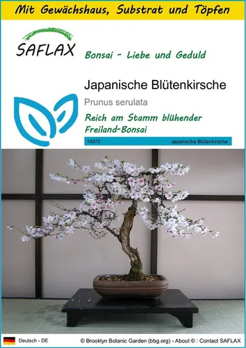 SAFLAX Blumensamen SAFLAX - Anzuchtset - Japanische Blütenkirsche
