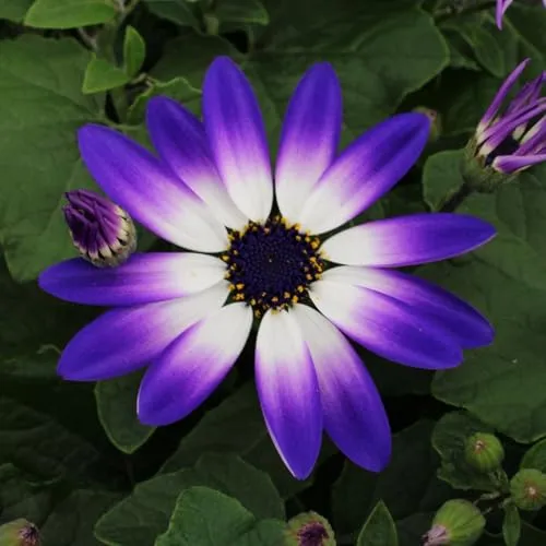 Aschenblume 'Senetti®' lilablau-weiß von Pflanzen-Kölle