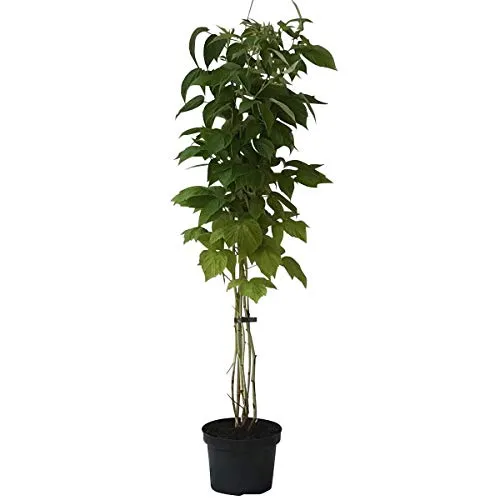 Schottische Himbeere Glen Coe dunkelviolette aromatischeFrüchte 60-100 cm gestäbt im 2 Liter Topf