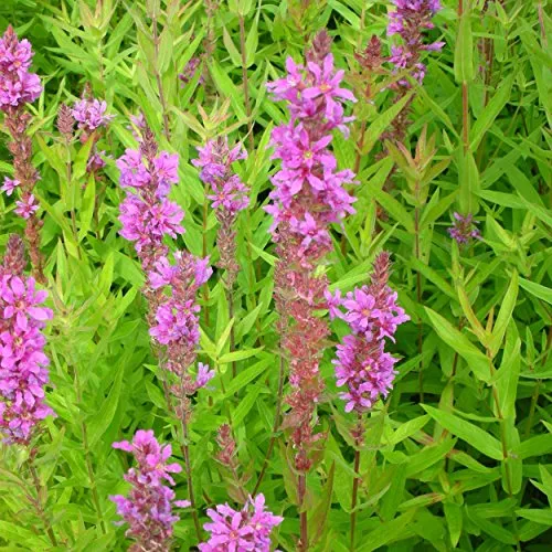 Blumixx Stauden Lythrum salicaria - Blutweiderich, im 0,5 Liter Topf, violettrosa blühend