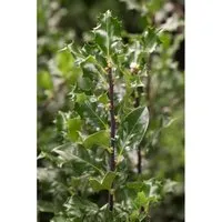 Produktbild Ilex meserveae 'Blue Angel'