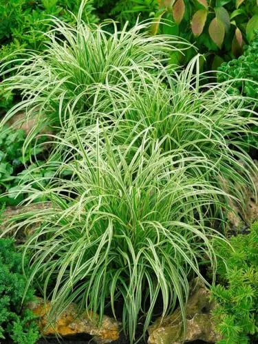 Carex morrowii 'Silver Sceptre', Japan-Segge, grün-weiß, 2 Liter Container