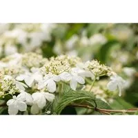 Pflanzen für Dich Gehölze Viburnum plicatum 'Kilimandjaro' -R-