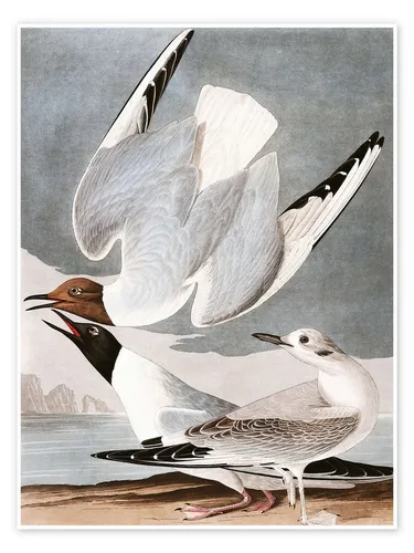 Posterlounge Wandbild Möwen, John James Audubon, erhältlich als Poster, Leinwandbild, Wandsticker oder Acrylglasbild