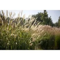 Miscanthus Sinensis Silberturm Chinaschilf Ca. 11x11 cm Topf