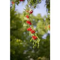 Sorbus aucuparia 150–200 cm – Pflegeleichter Zierbaum für Garten & Vorgarten - Winterharter Zierbaum Sorbus aucuparia mit weißen Blüten und roten Beeren. Ideal für Solitär, Mischhecken oder Sichtschutz. Pflegeleicht, schnellwachsend und bienenfreundlich, bringt Farbe in Ihren Garten!