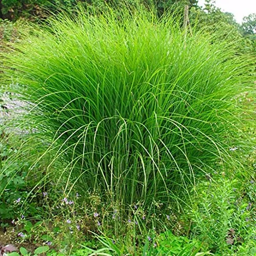 Eulalia, Chinaschilf, Gracillimus '' – Miscanthus sinensis '' Gracillimus '' – Schaufel von 9 cm 6 x