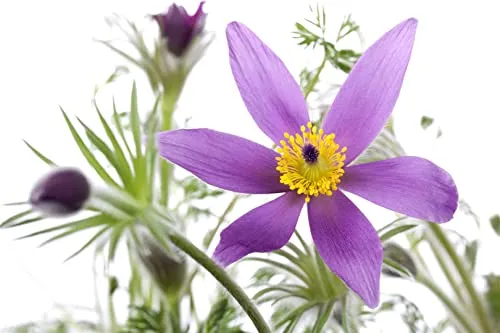 Pulsatilla vulgaris 'Pinwheel Blau' 9x9 cm Topf – Winterhart, Mehrjährig, Pflegeleicht – Küchenschelle – Staude für Steingarten & Beet