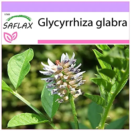 SAFLAX - Kräuter - Süßholz/Lakritze - 30 Samen - Glycyrrhiza glabra