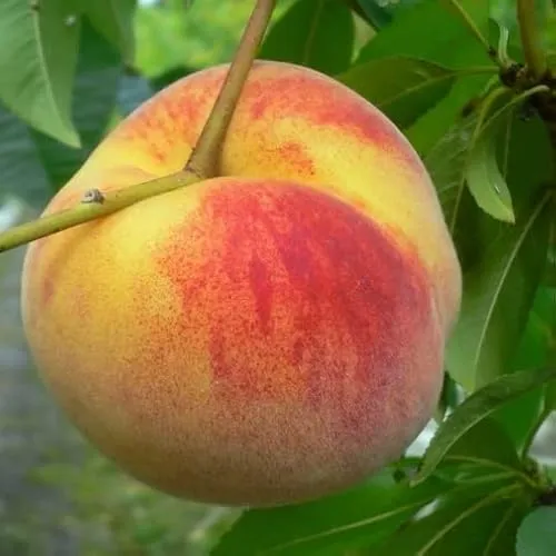 Wunder von Perm Pfirsichbaum - frosthart und ertragreich - Obstsamen & -pflanzen: Der frostharte Pfirsichbaum aus dem Ural überzeugt mit aromatischen Früchten und hoher Ertrag. Ideal für jeden Garten, nachhaltig verpackt und umweltfreundlich versendet.