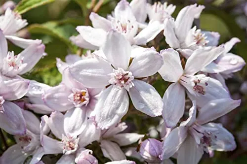 Deutzia 'Mont Rose' 60–100 cm – Winterhart, Mehrjährig, Pflegeleicht – Maiblumenstrauch – Heckenpflanze für Garten & Beet