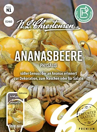 Ananasbeere Samen, Physalis pruinosa